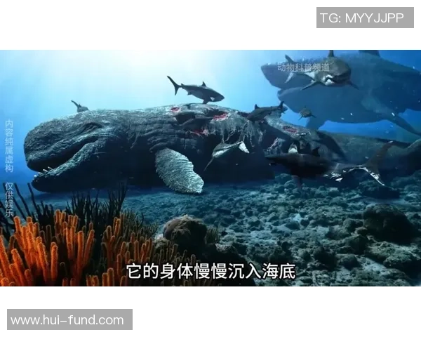 喷射机与南部鲨鱼的惊险对决谁能在海洋中称霸